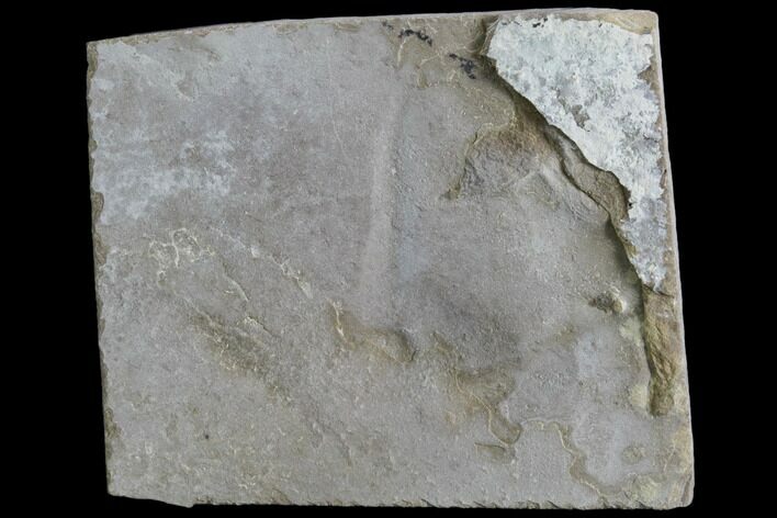 Fossil Bird Track - Green River Formation, Utah #105520